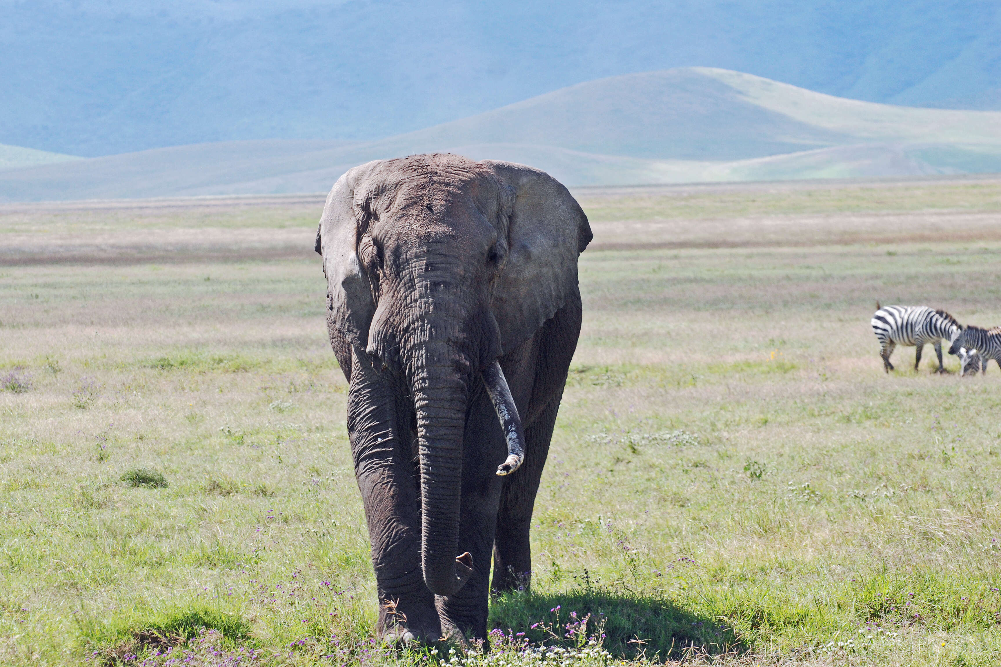 Image of African bush elephant