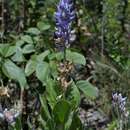 Image of Lupinus velutinus Benth.