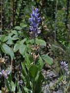 Image of Lupinus velutinus Benth.