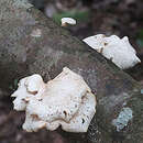 Image of Polyporus epitheloides Nakasone 2015