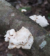 Image of Polyporus epitheloides Nakasone 2015