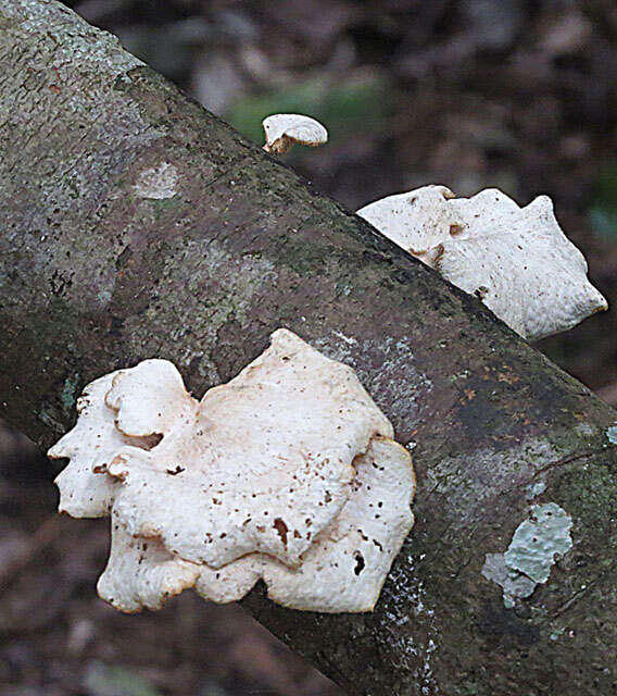 Image of Polyporus