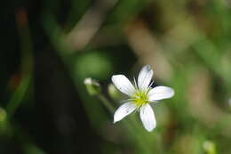 Image of Arenaria grandiflora L.