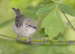 Image de Paruline des pins