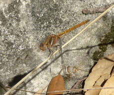 Image of Skimmers (Dragonflies)