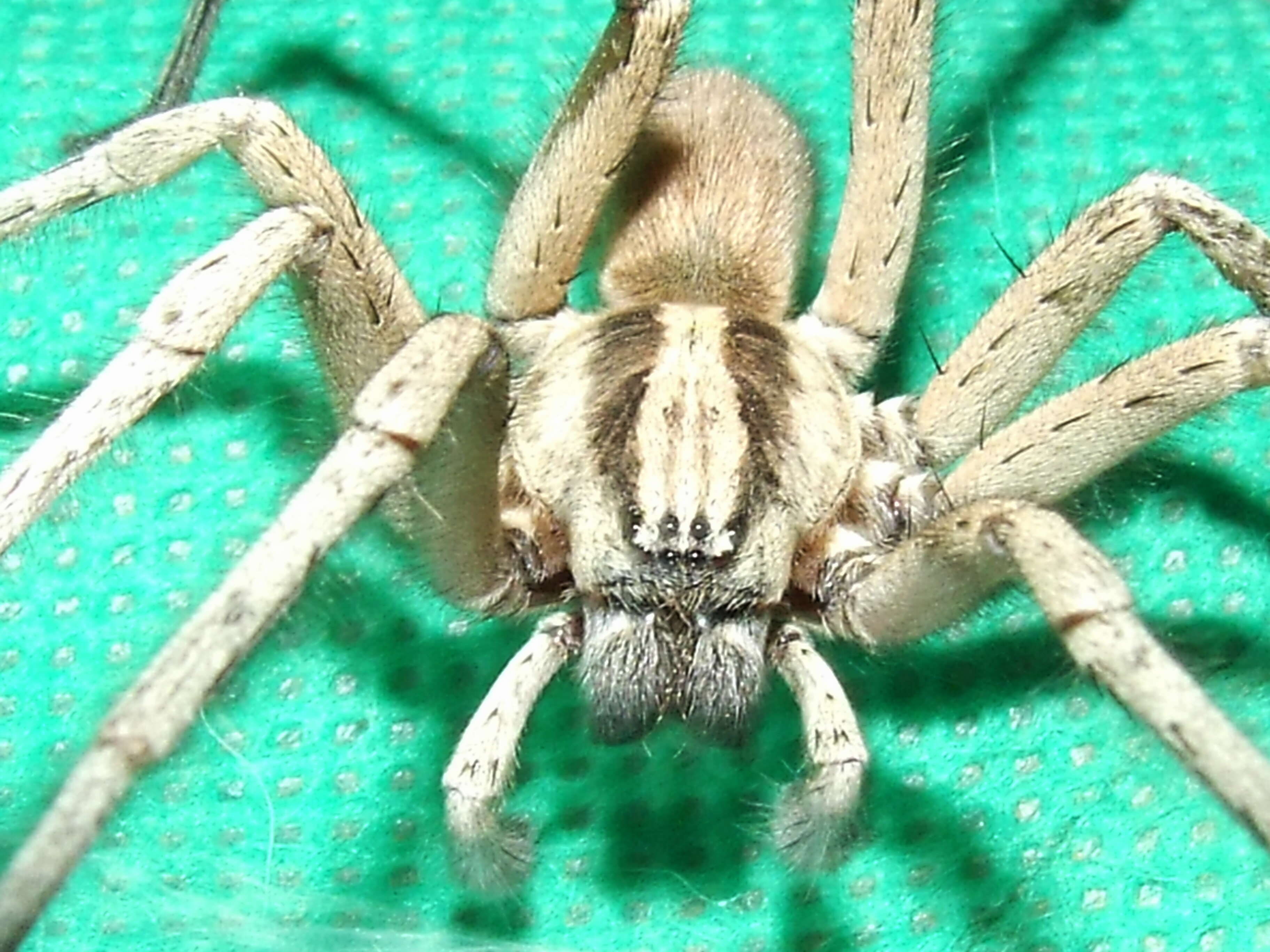 Image of long-legged sac spiders