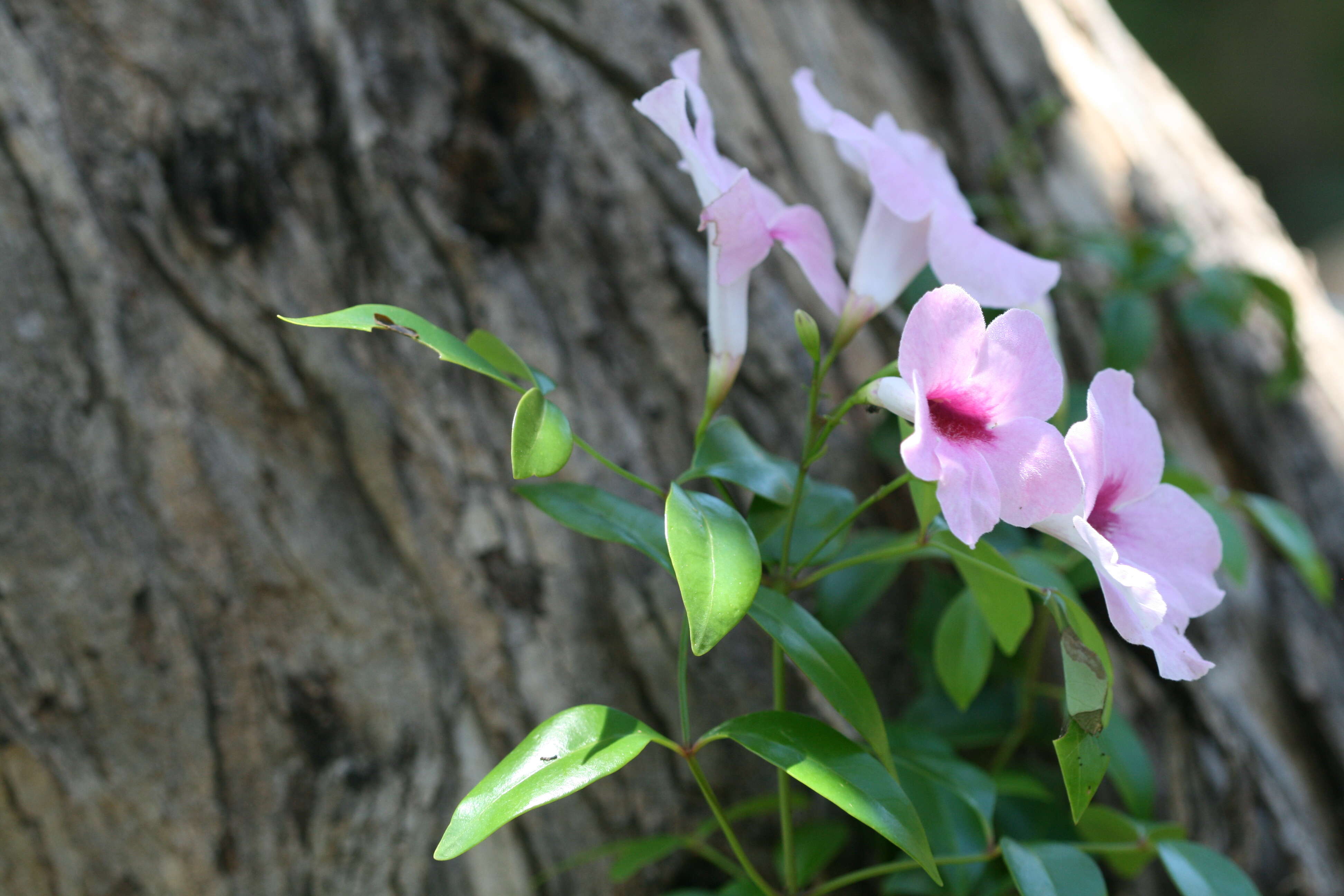 Imagem de Pandorea jasminoides (Lindl.) Schumann