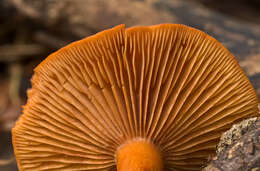 Image de Lactarius aurantiacus (Pers.) Gray 1821