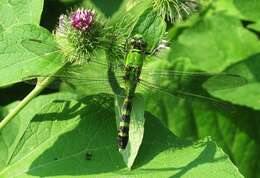 Image of Eastern Pondhawk