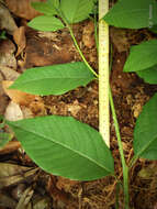 Image of Ocotea usambarensis Engl.