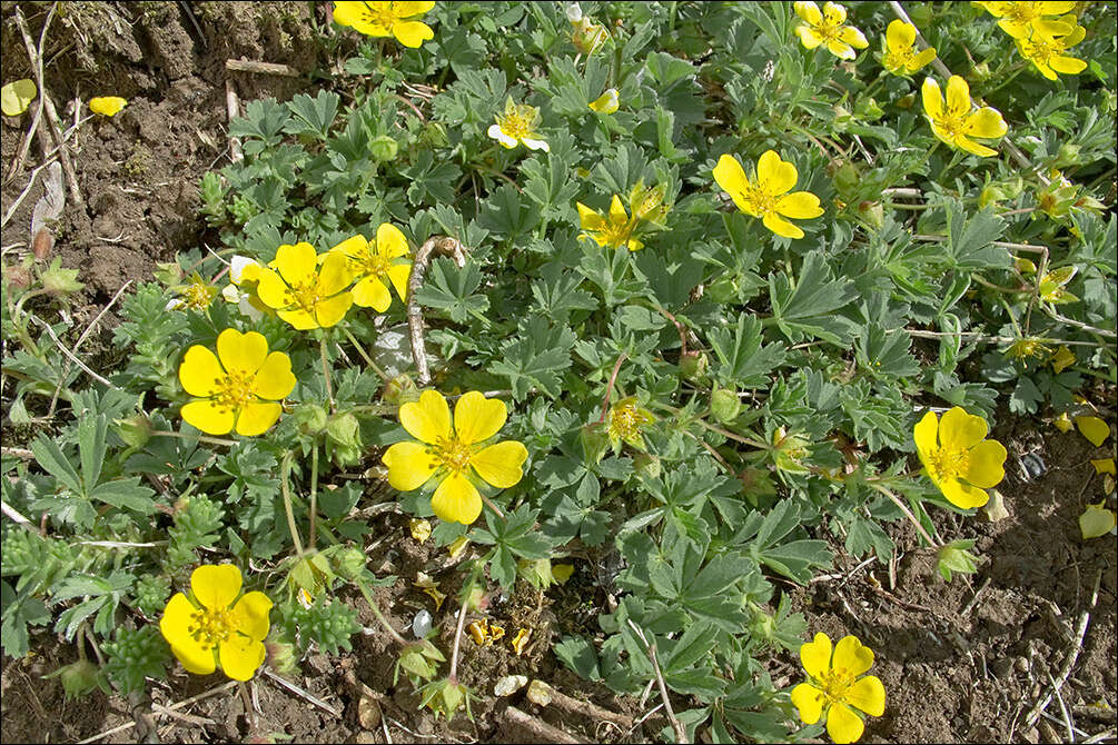 Image of Potentilla tommasiniana F. Schultz