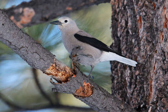 Image of Clark's Nutcracker