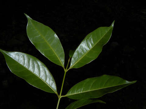 Image of Lophanthera hammelii W. R. Anderson