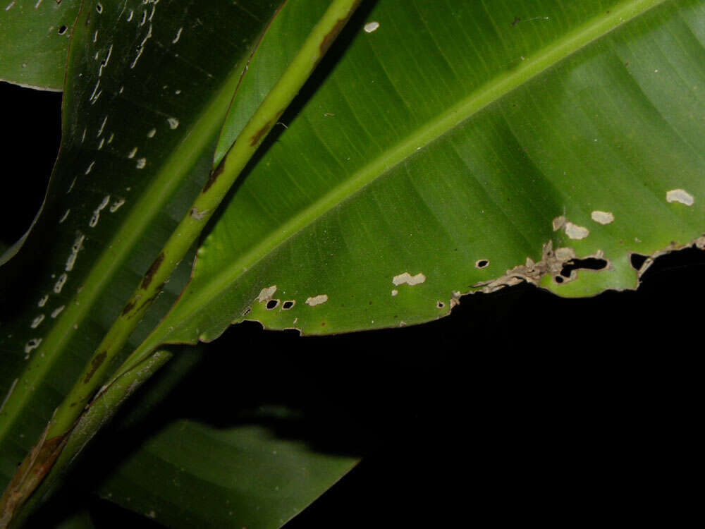 Image of Heliconia osaensis Cufod.