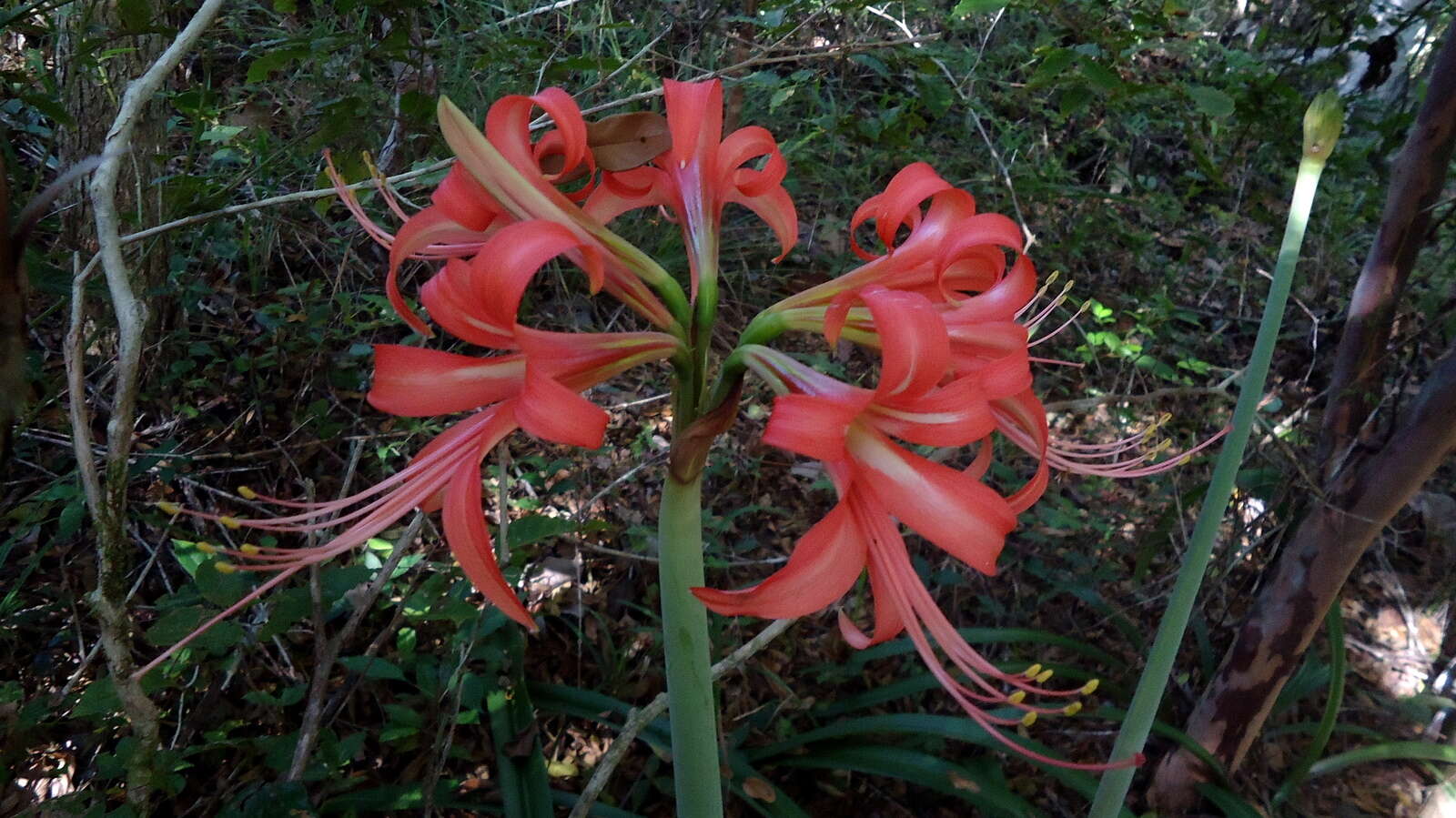 Слика од Hippeastrum stylosum Herb.