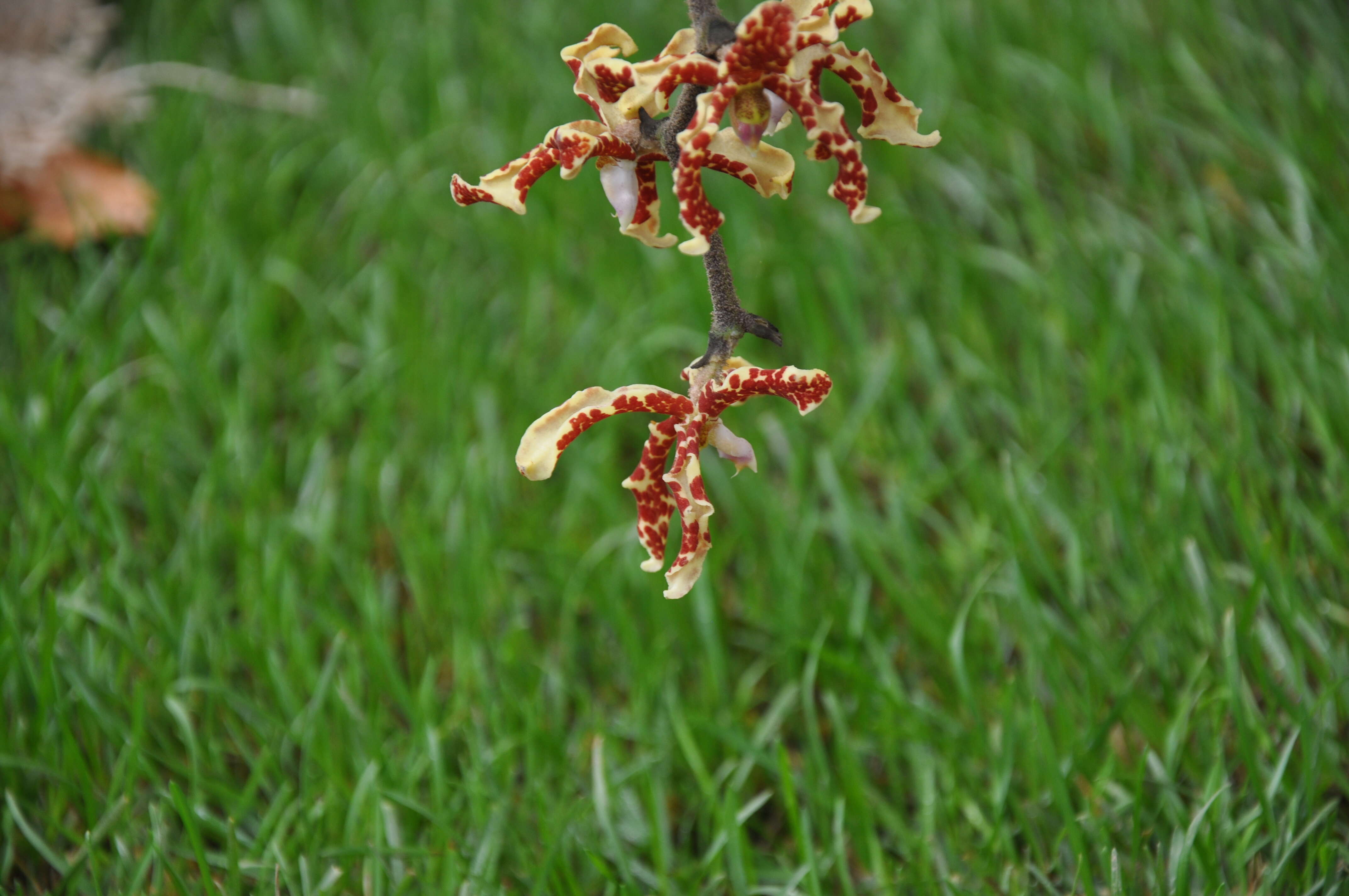 Imagem de Orchidaceae