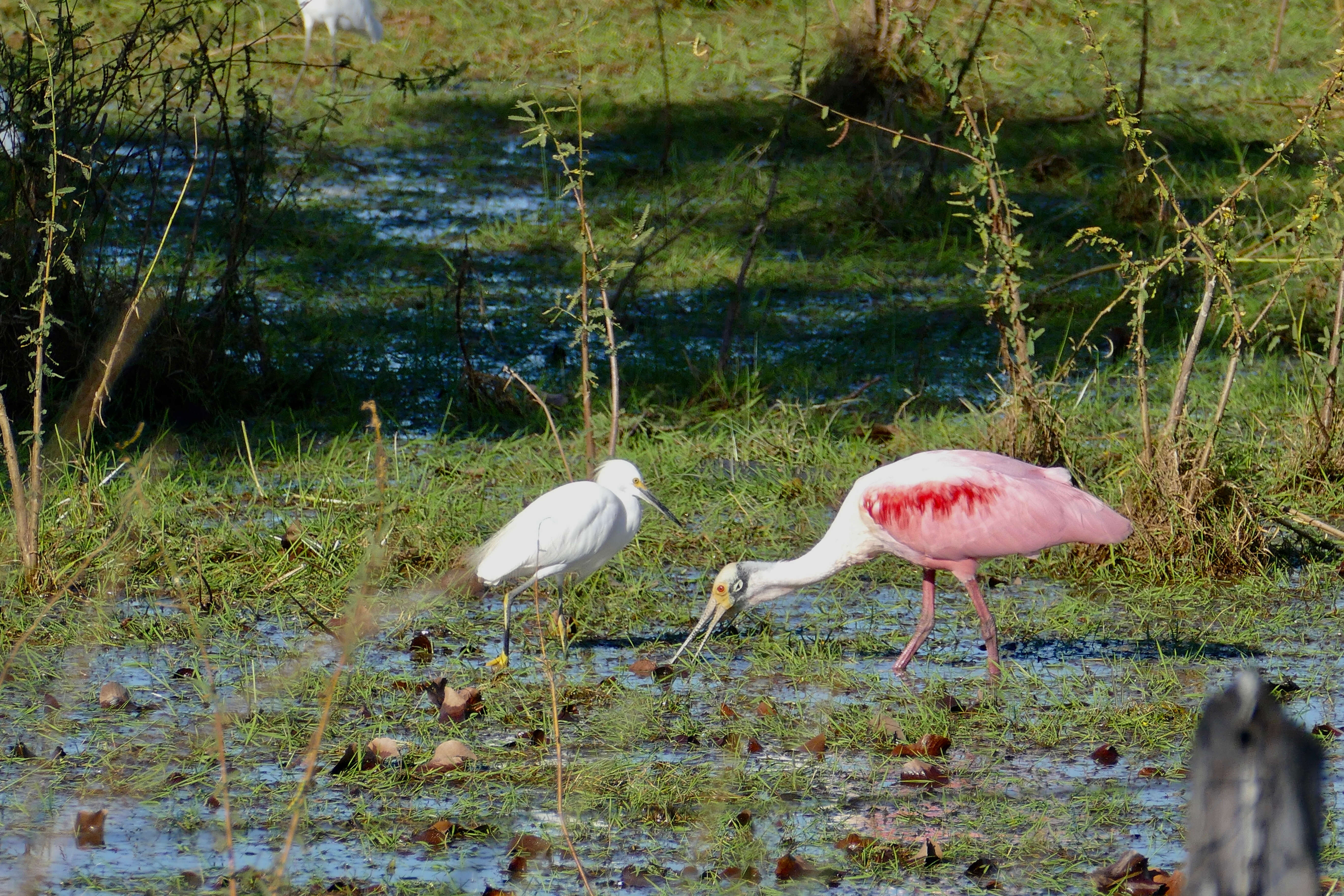 Image of Roseate Spoonbill