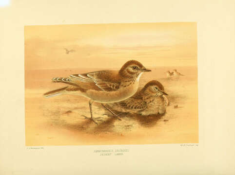 Image of Desert Lark