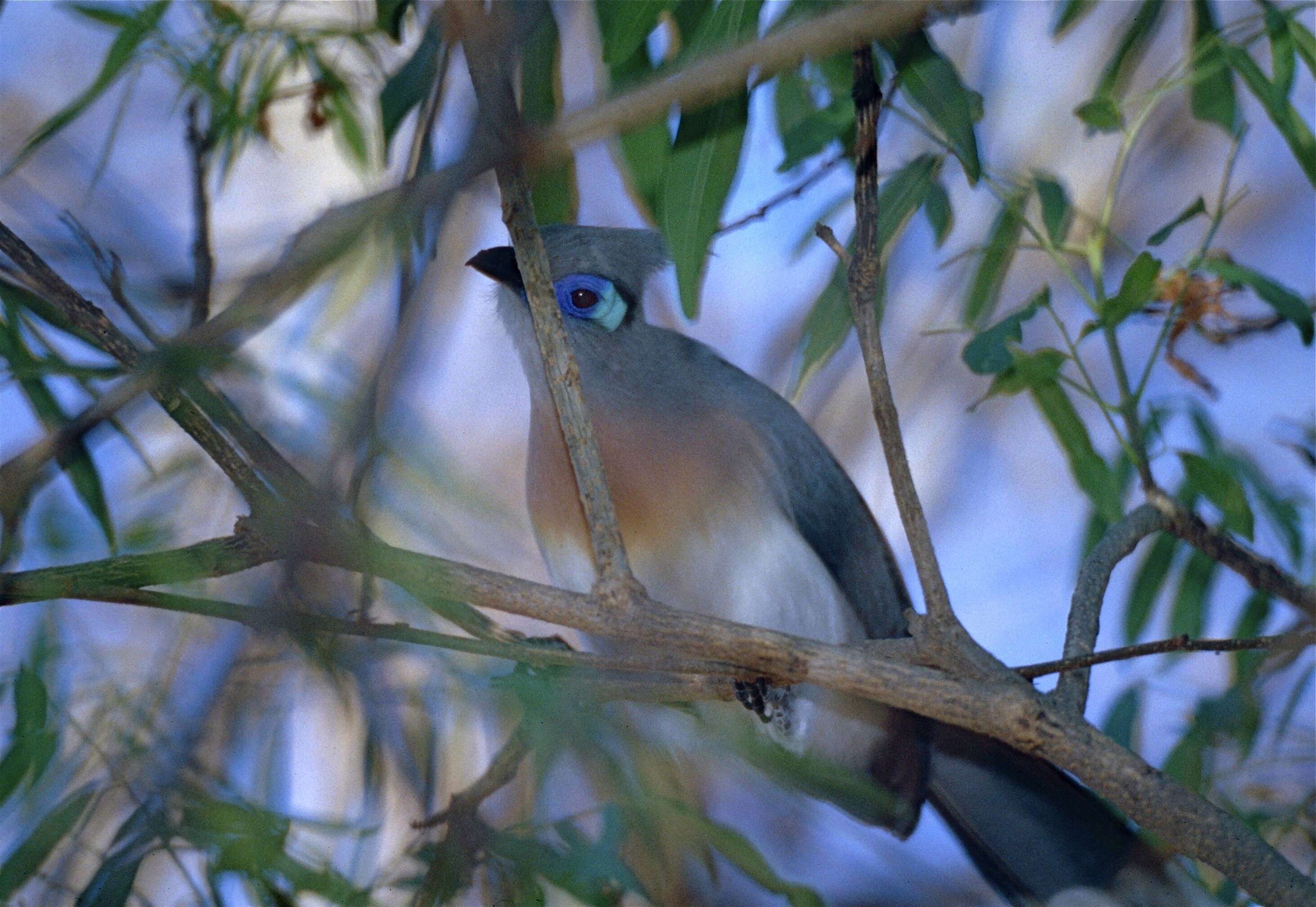 Image of Coua Schinz 1821