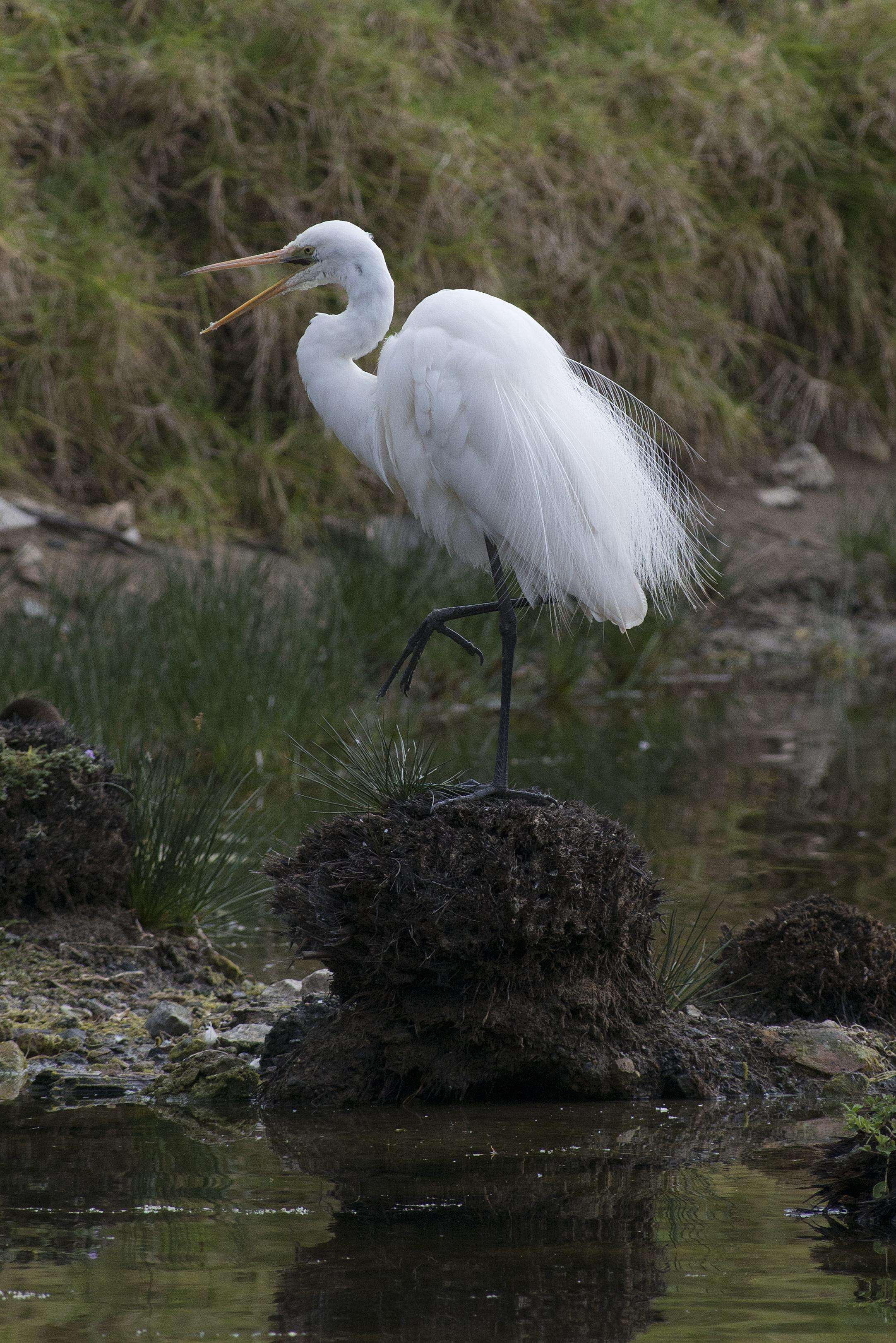 <i>Ardea modesta</i>的圖片