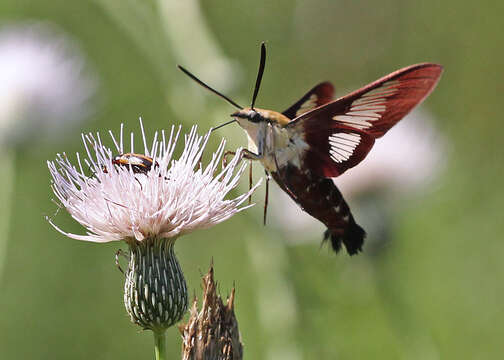 Image of Hummingbird Clearwing