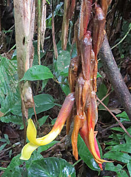 Image of pitcairnia
