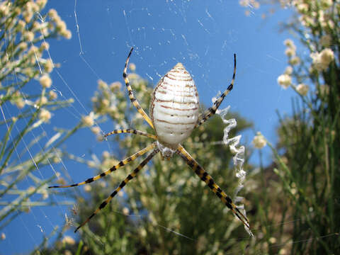 Image of Banded Argiope