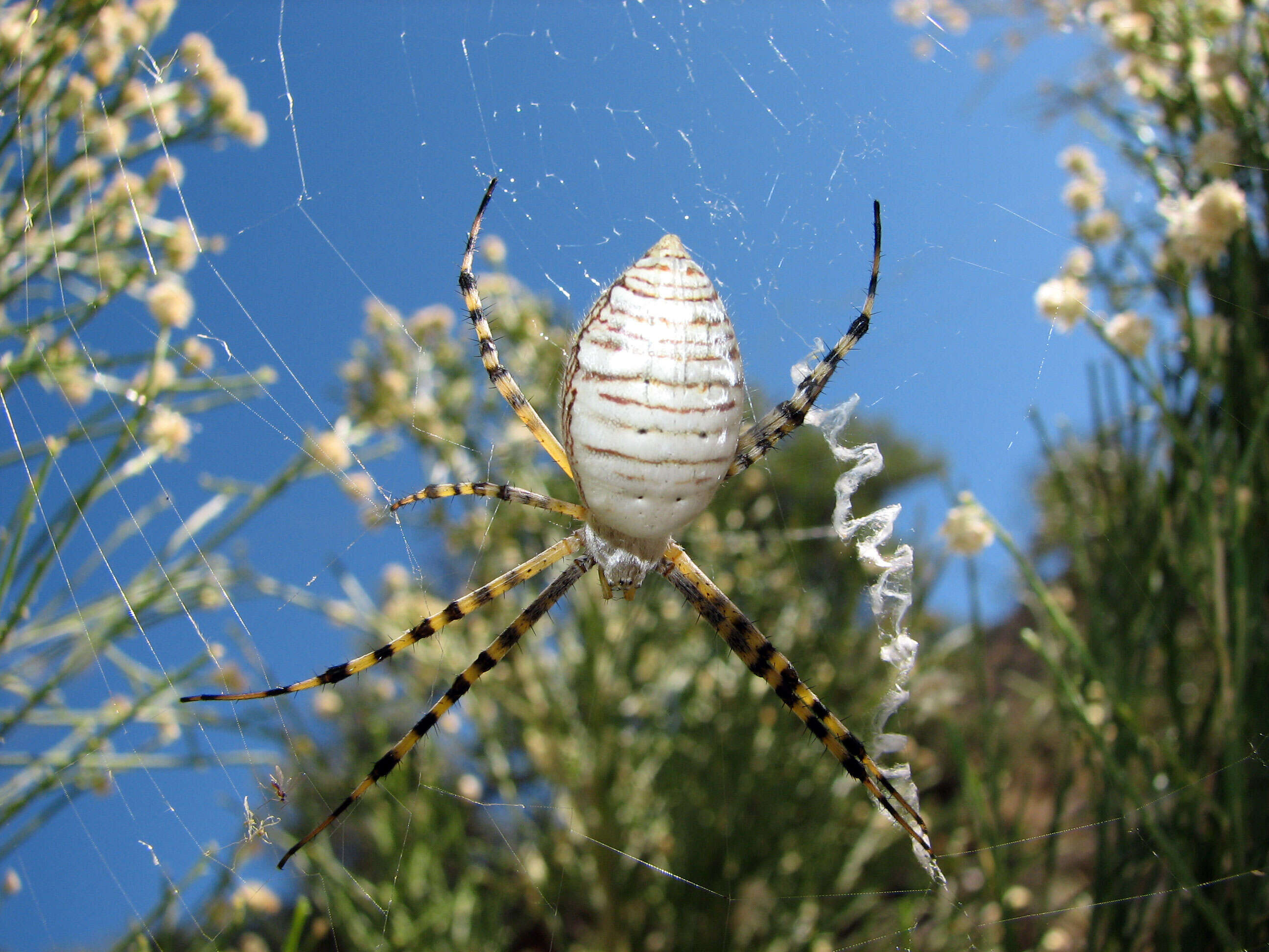 Image of Argiope