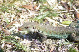 Image of Ameiva griswoldi