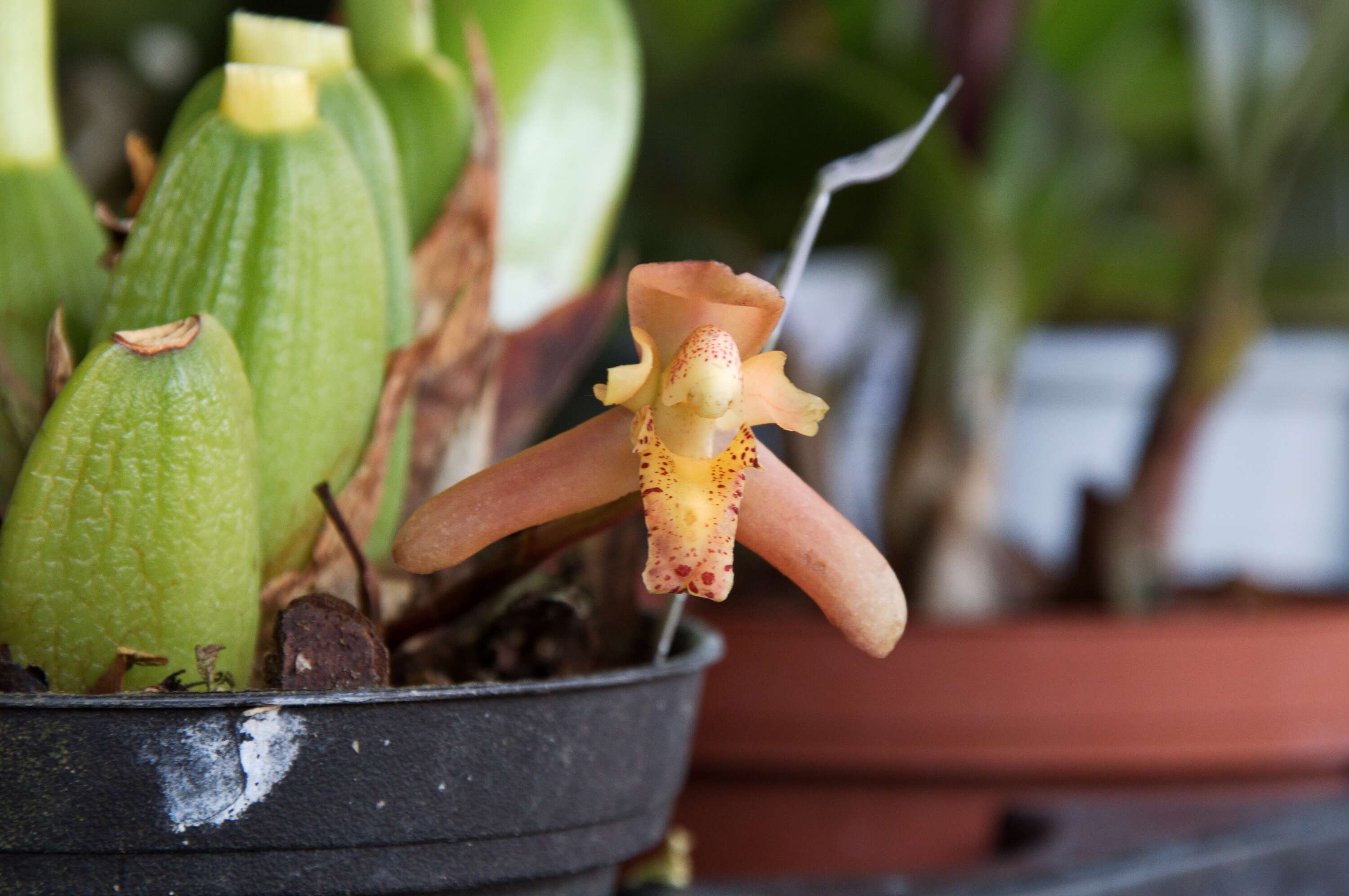 Image of Maxillaria rufescens Lindl.