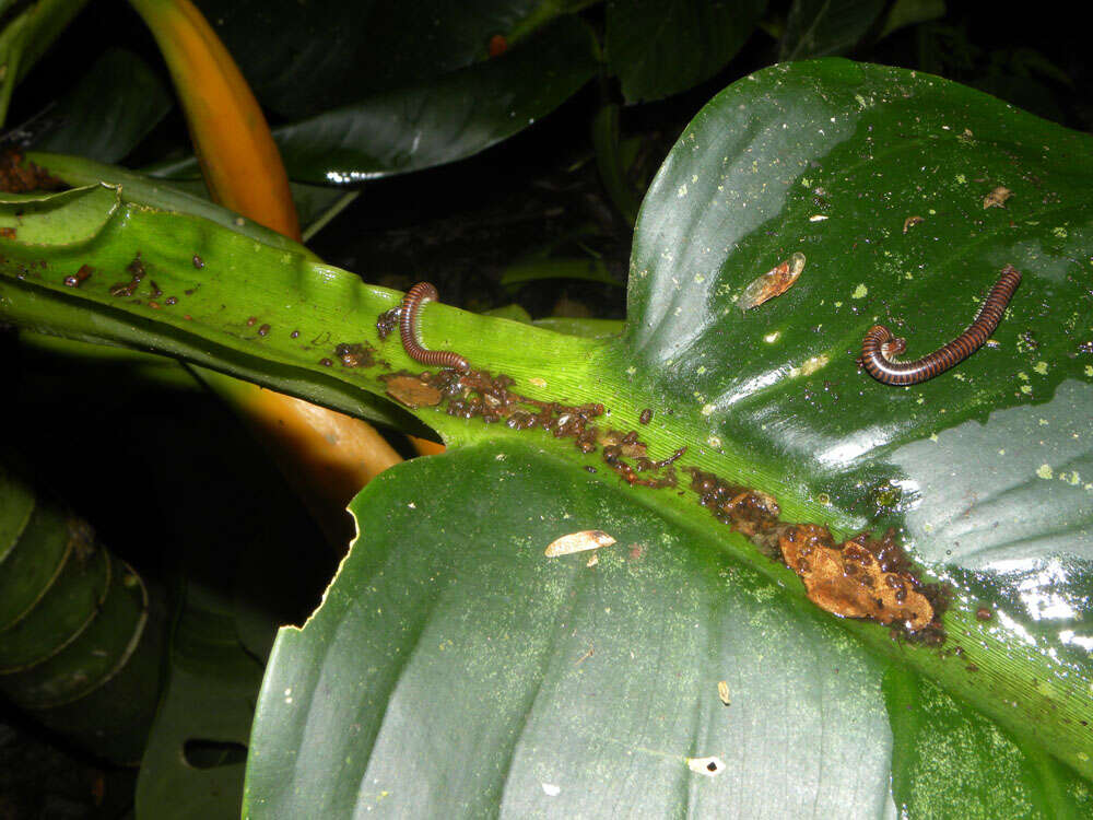 Image of Dieffenbachia aurantiaca Engl.