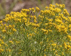 Image of Slender Goldentop