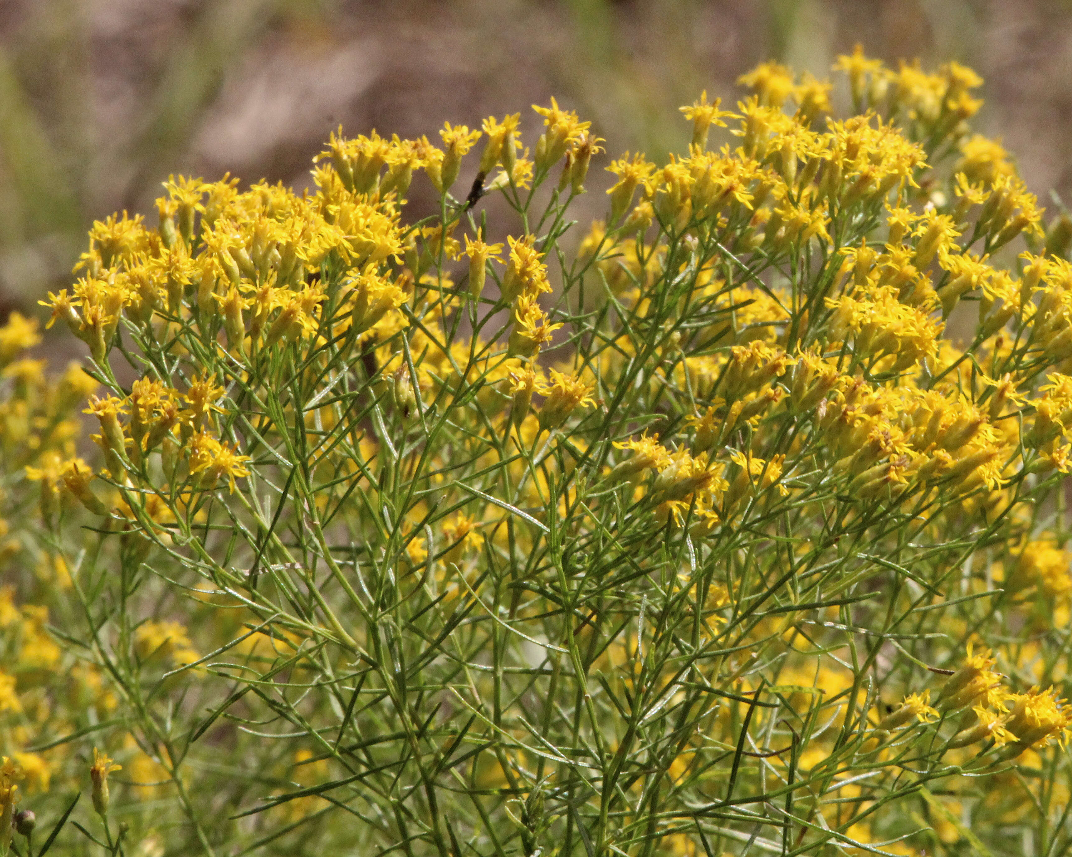 Image of Slender Goldentop