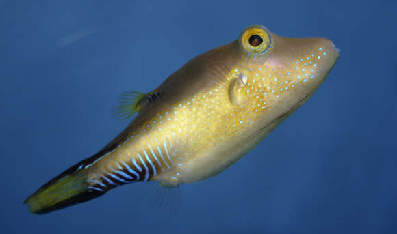 Image of Caribbean Sharpnose-puffer