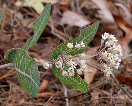 Image of pinewoods milkweed