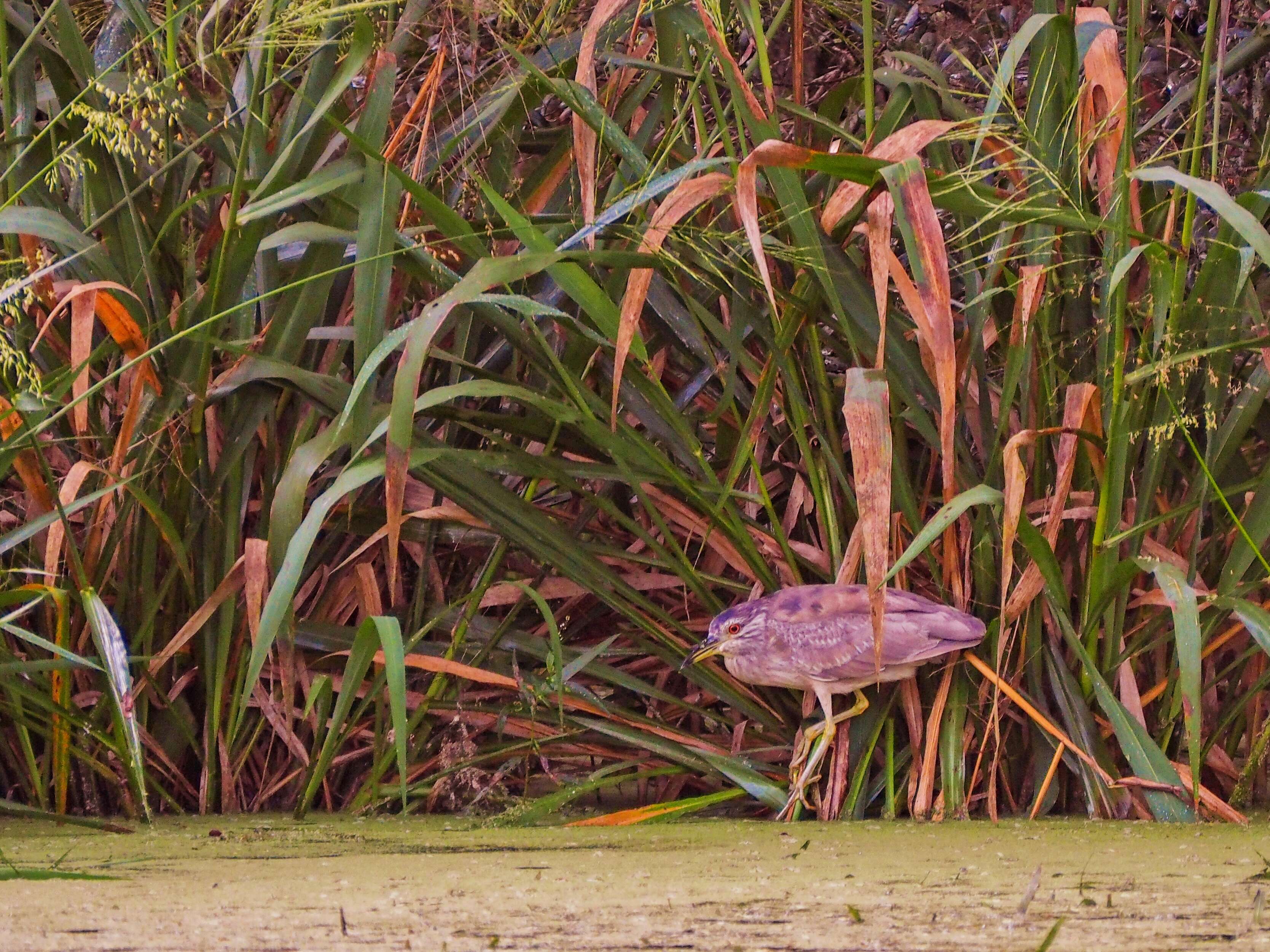 Image of Night Herons