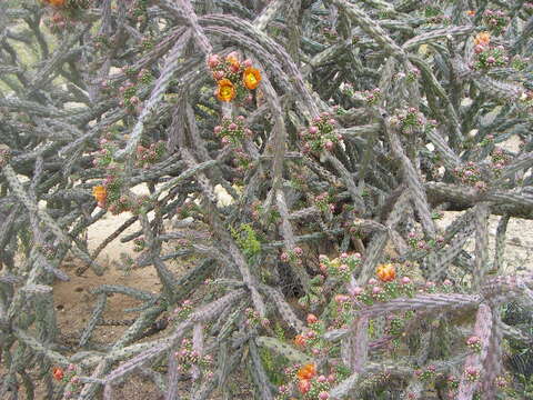 Image of Chollas