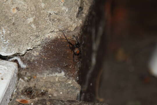 صورة <i>Latrodectus hasseltii</i>