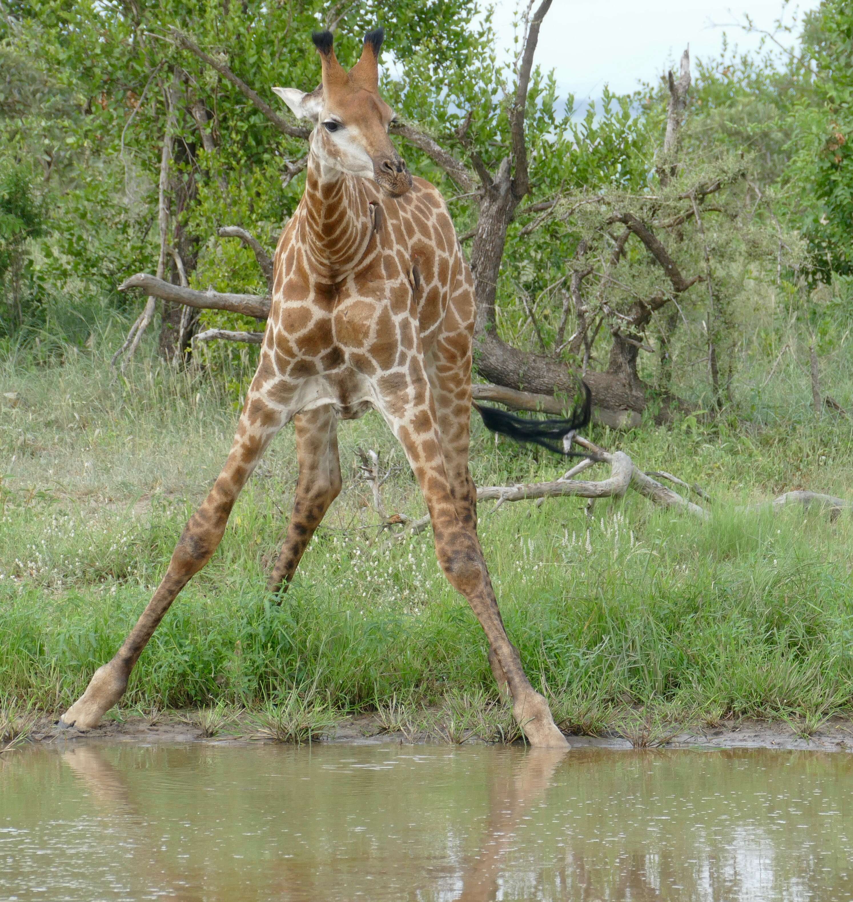 Image of Giraffes