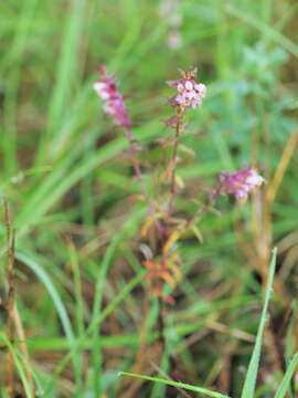 Image of Broomrape