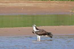 Слика од Pandion haliaetus carolinensis (Gmelin & JF 1788)