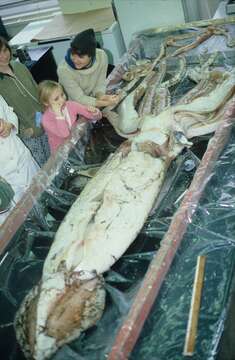 Image of Giant squid