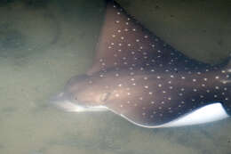 Image of Black eagle ray