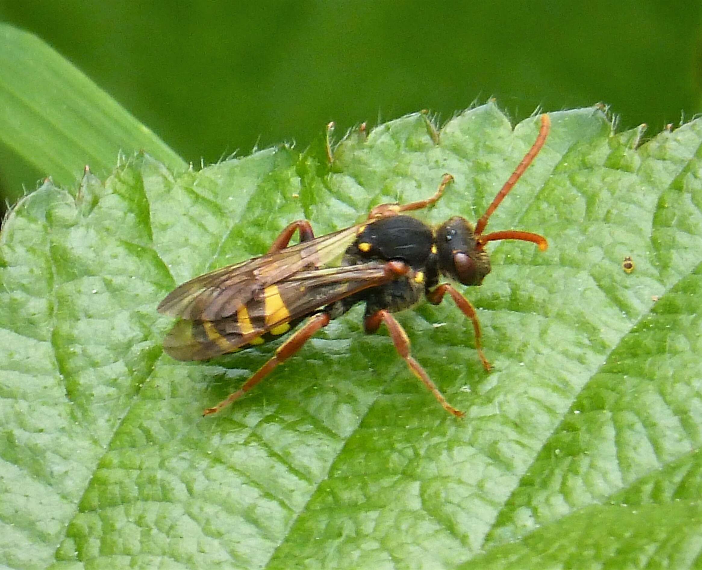 Image of Nomada marshamella (Kirby 1802)