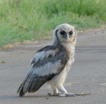 Image of Giant Eagle Owl