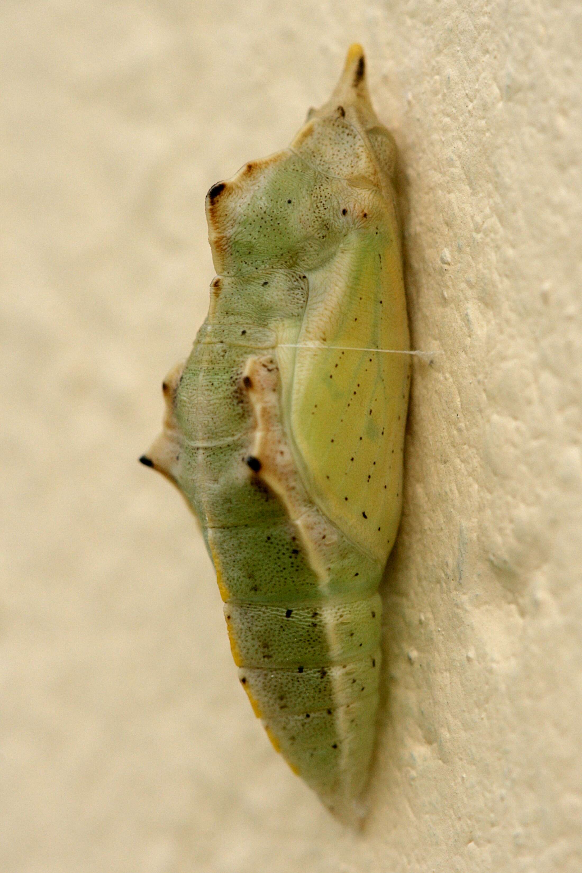 Image of small white