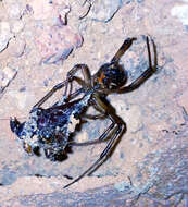 Image of Western Black Widow spider