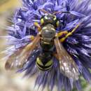 Cerceris flavicornis Brullé 1833 resmi