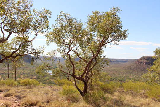 Image of Corymbia cliftoniana (W. Fitzg.) K. D. Hill & L. A. S. Johnson