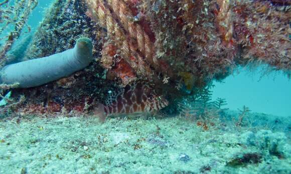 Image of Blotched Hawkfish